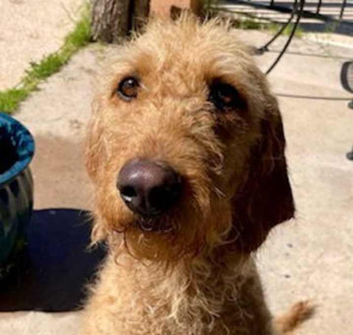 Photo of Daisy