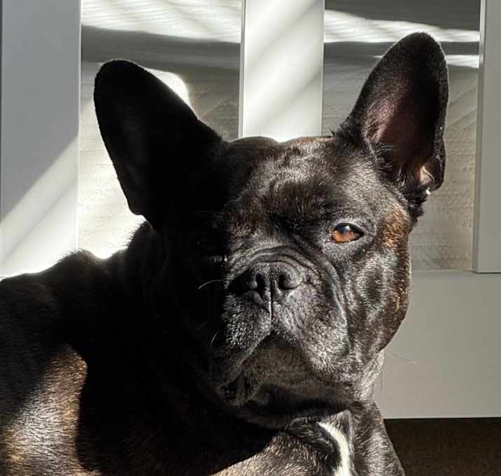 Photo of Bella