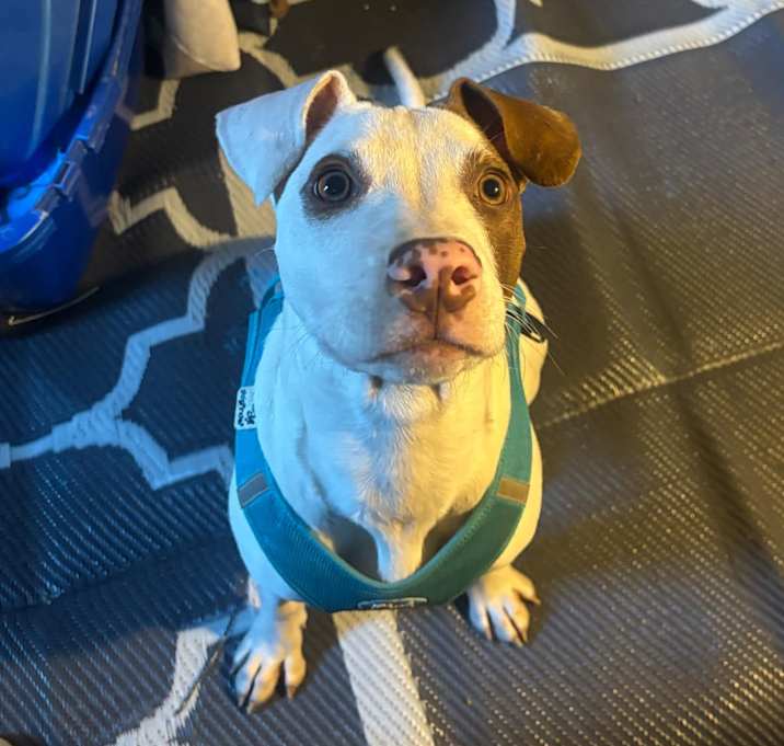 Photo of Buttons