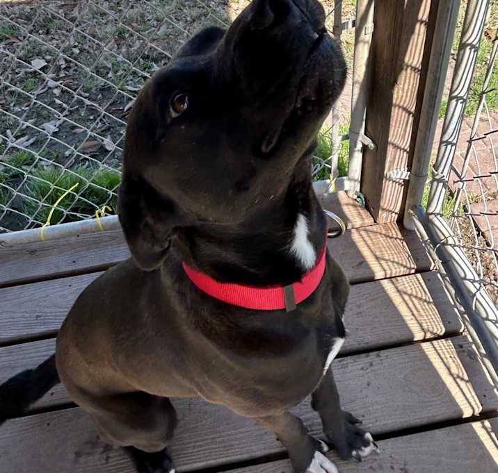Photo of Shadow