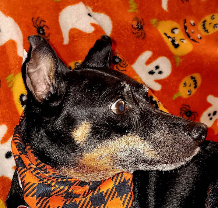 Photo of Pinpin