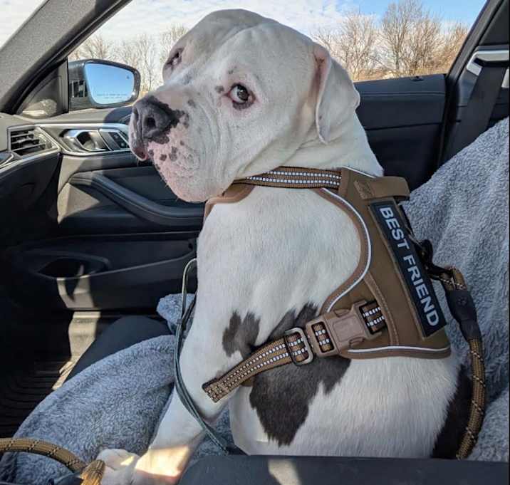 Photo of Otis (Ghost)