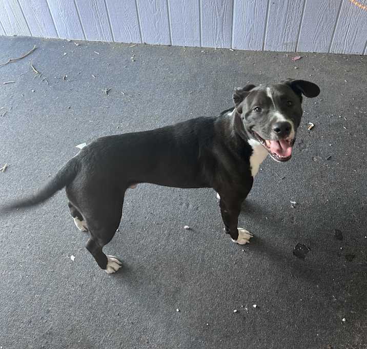 Photo of Odie
