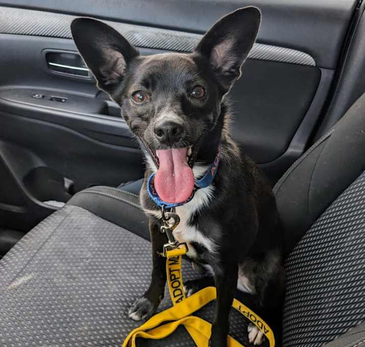 Photo of Willow