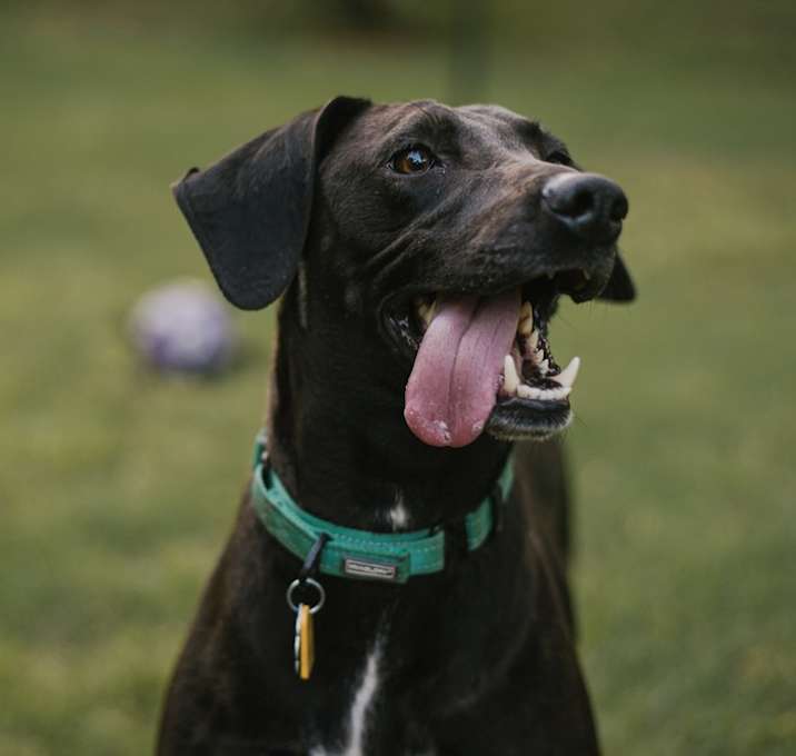 Photo of Daisy