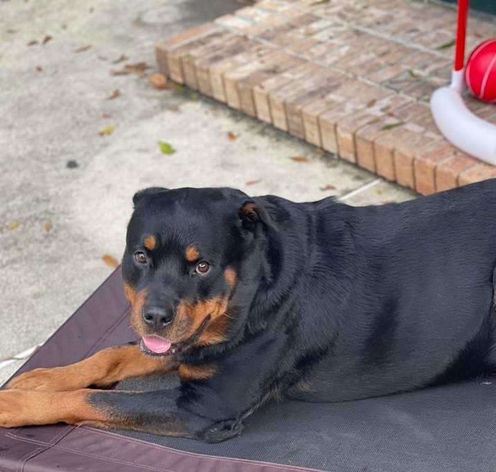 Photo of Diesel