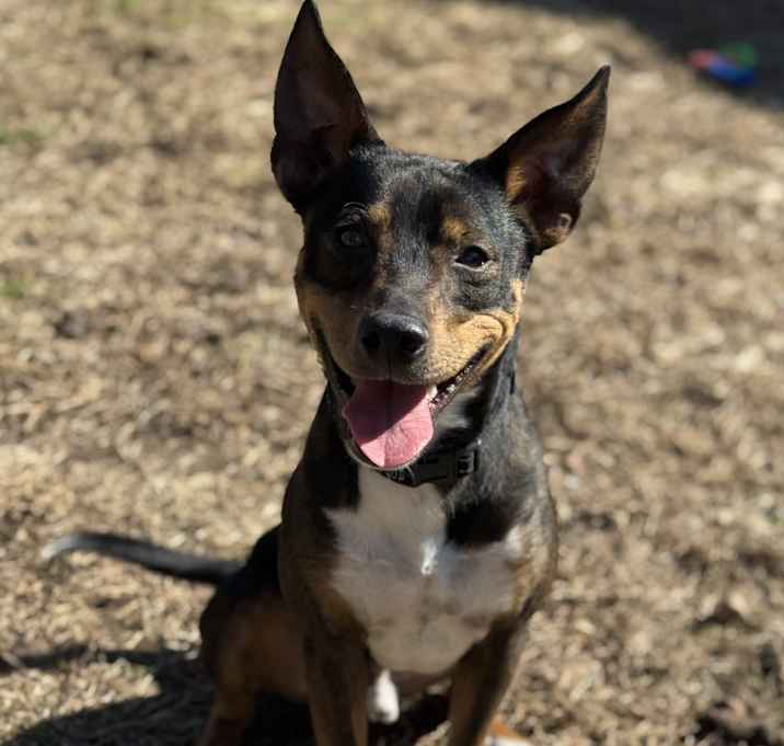 Photo of Shadow