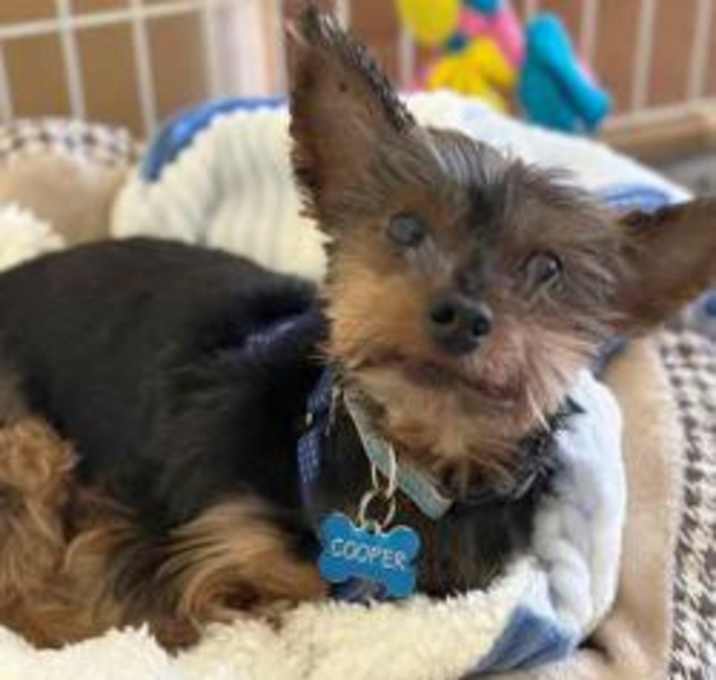 Photo of Cooper