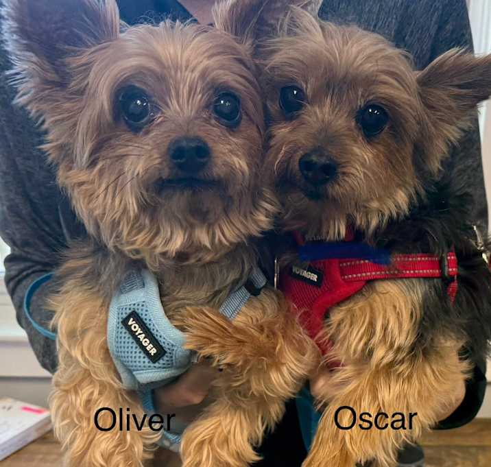 Photo of Oliver