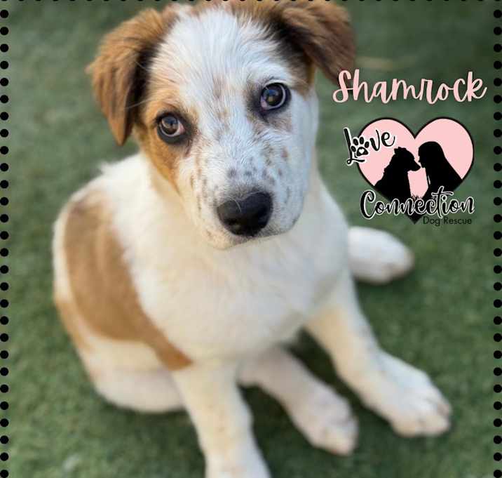 Photo of Shamrock