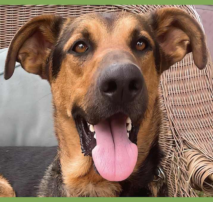 Photo of Tucker