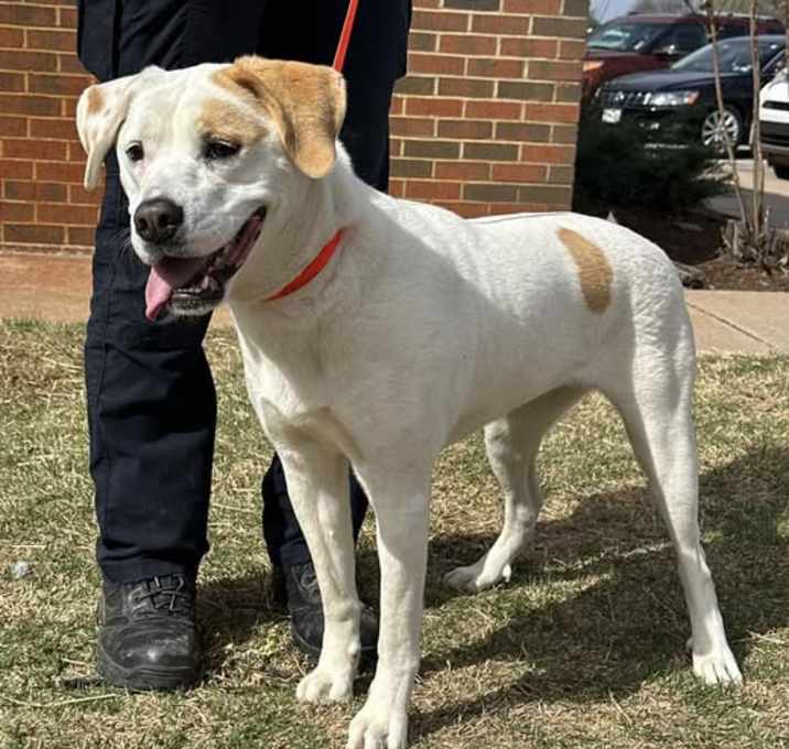 Photo of Daisy