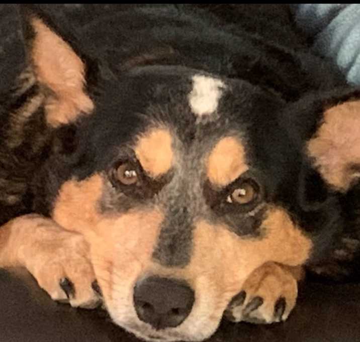 Photo of Josie (In Foster)