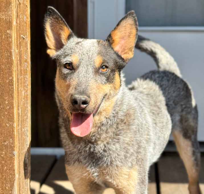 Photo of Bexar