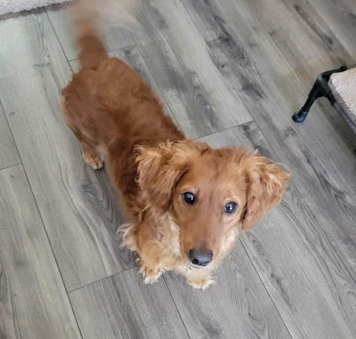 Photo of Rosie