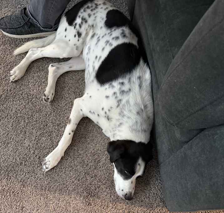 Photo of ollie