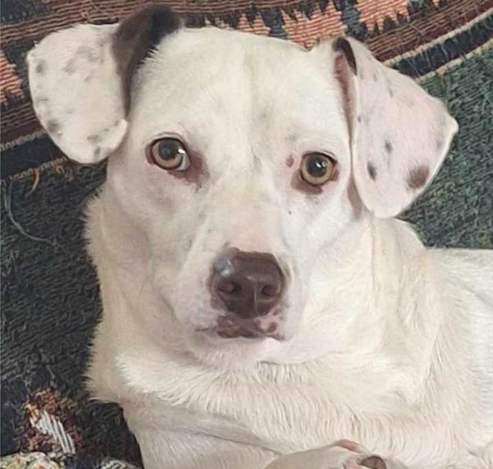 Photo of Sadie