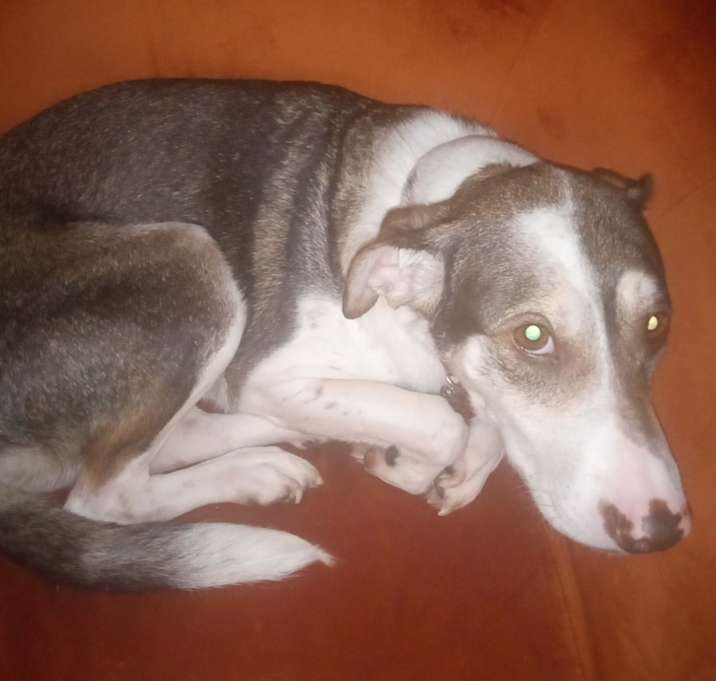 Photo of Penny
