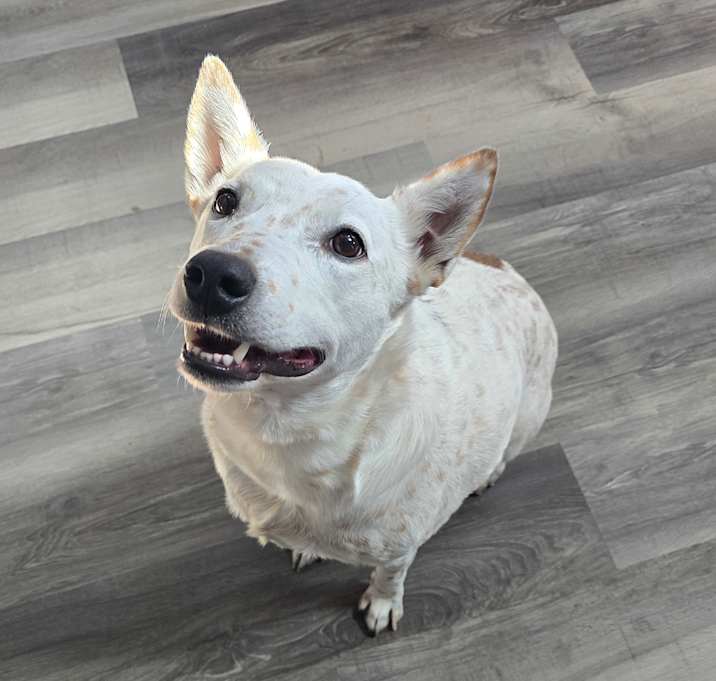 Photo of Maverick