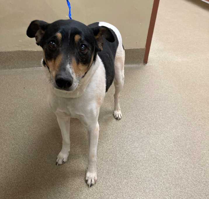 Photo of Stray