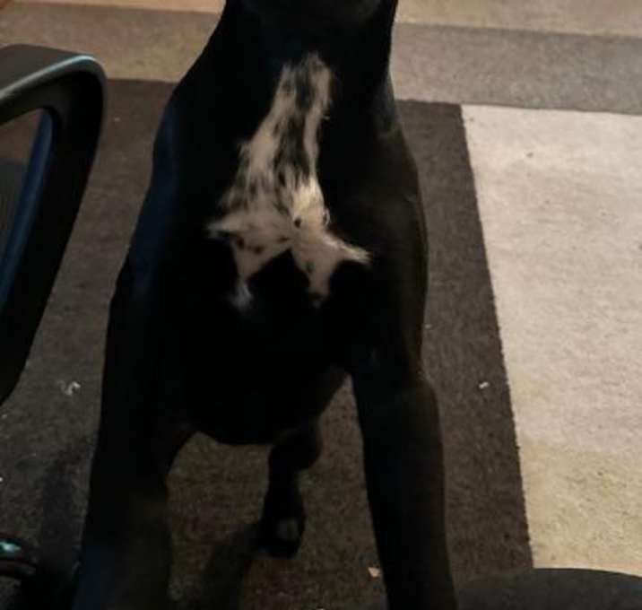 Photo of Ember