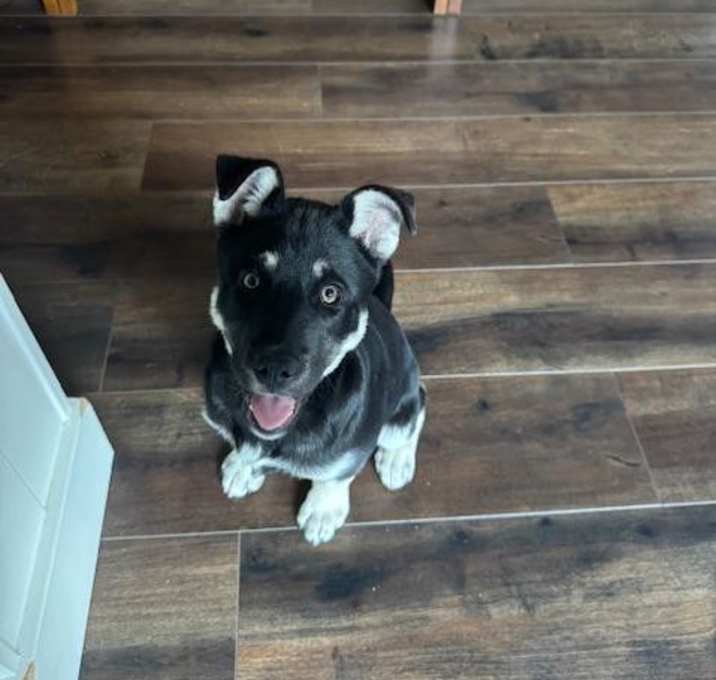 Photo of Bailey
