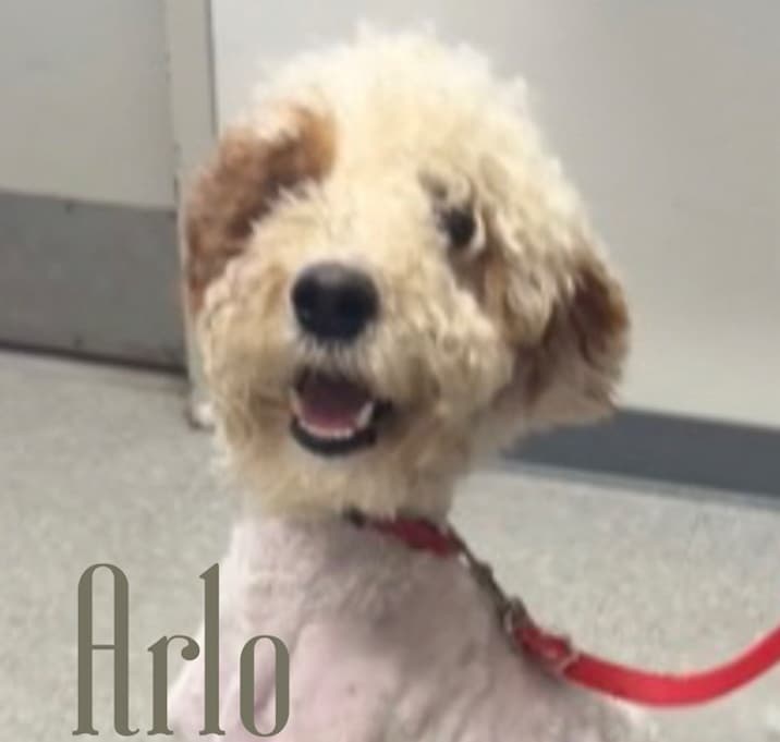 Photo of Arlo