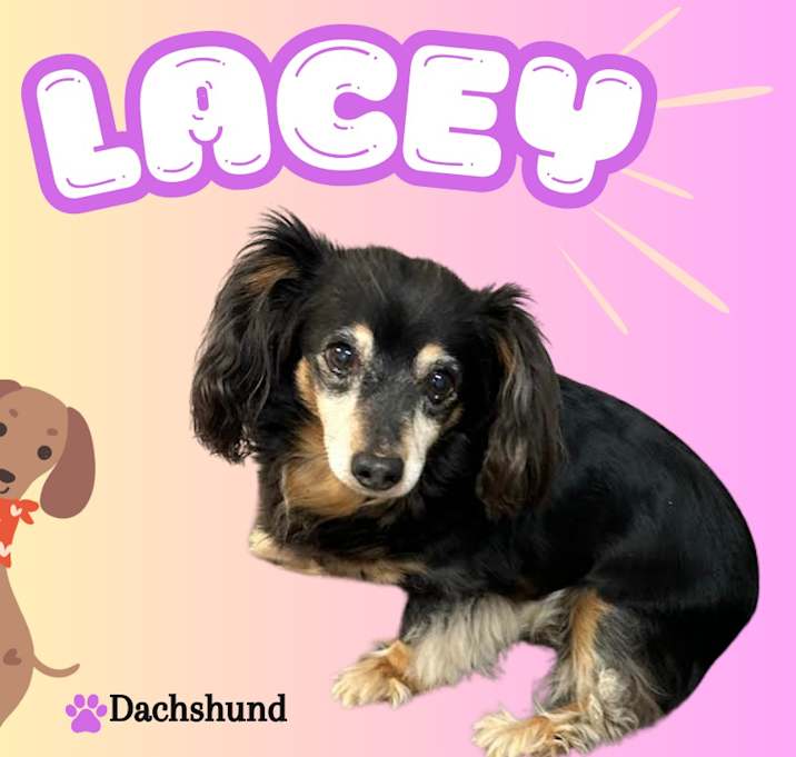 Photo of Lacey