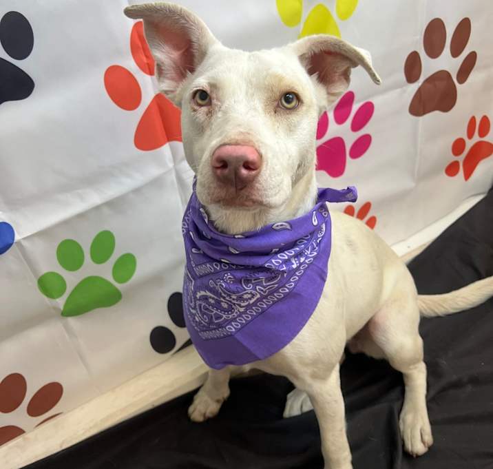 Photo of Willow
