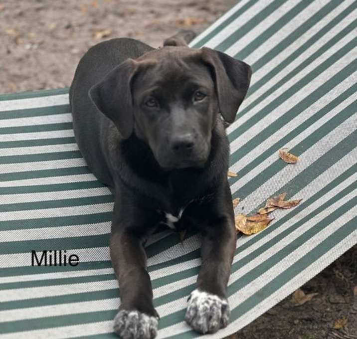 Photo of Millie