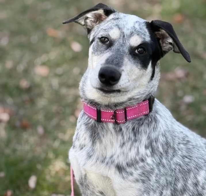 Photo of Deedee