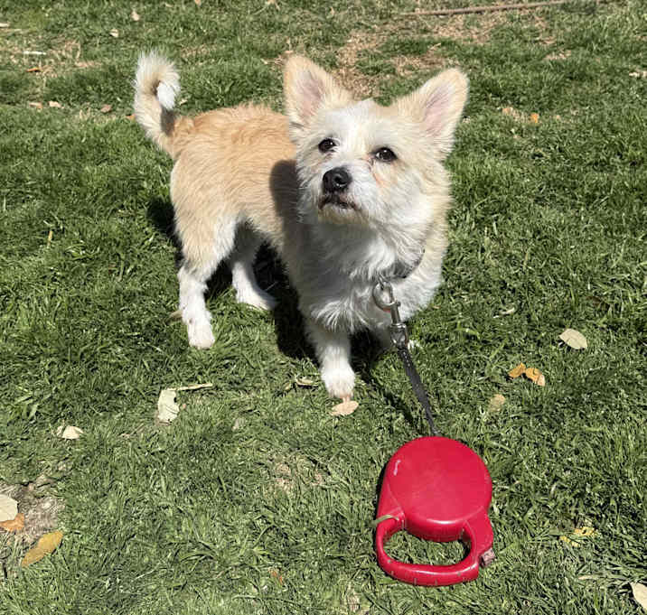 Photo of Toby