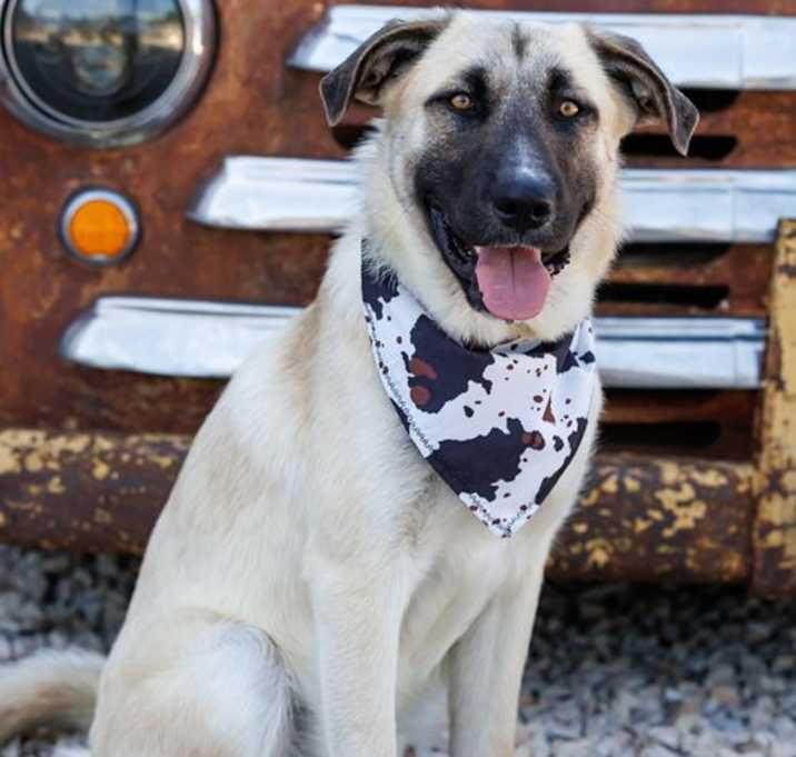 Photo of Bandit