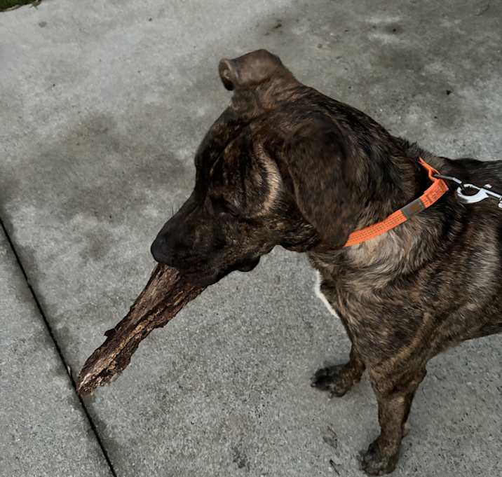 Photo of Bandit