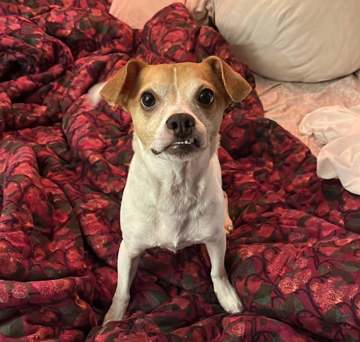 Photo of Milo
