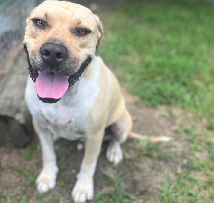Photo of Tank 