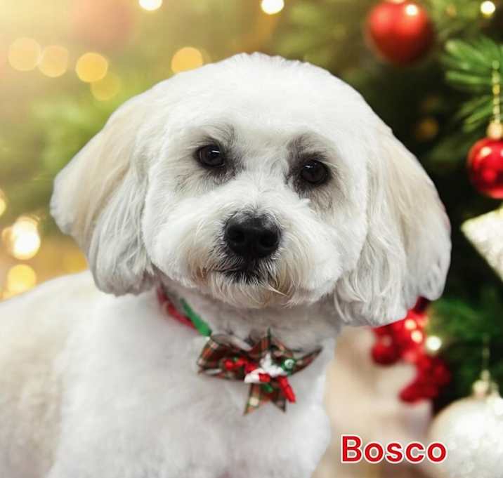 Photo of Bosco