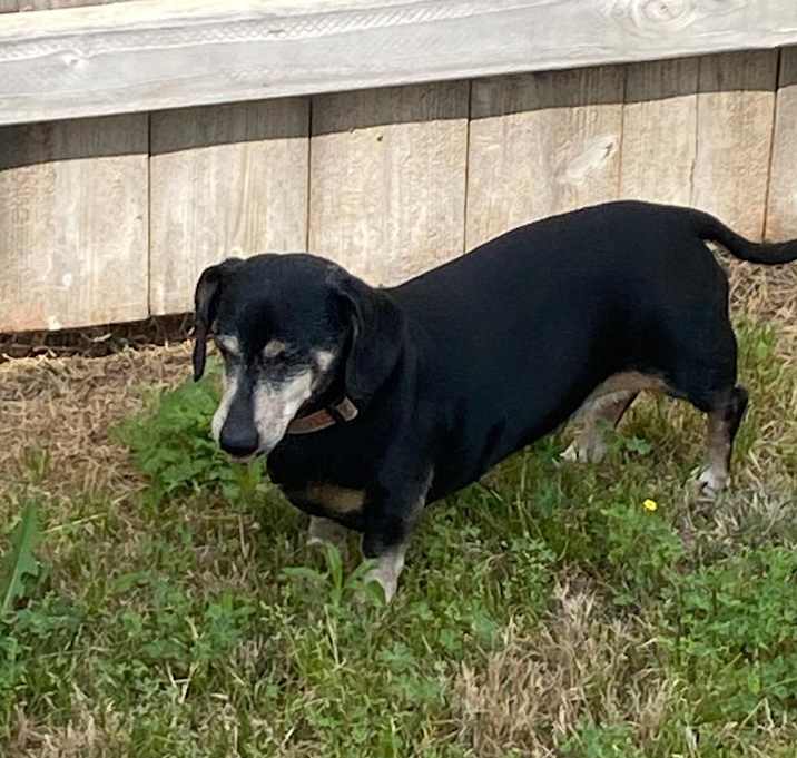 Photo of doppy