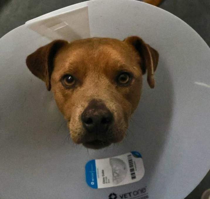 Photo of SCRAPPY DOO