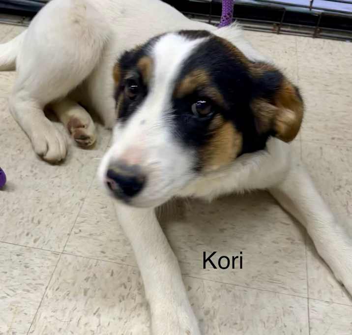 Photo of Kori