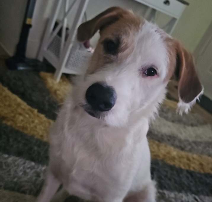Photo of Blaze