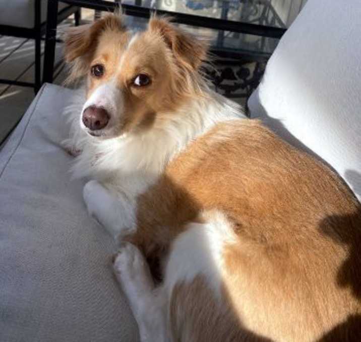 Photo of Pippa