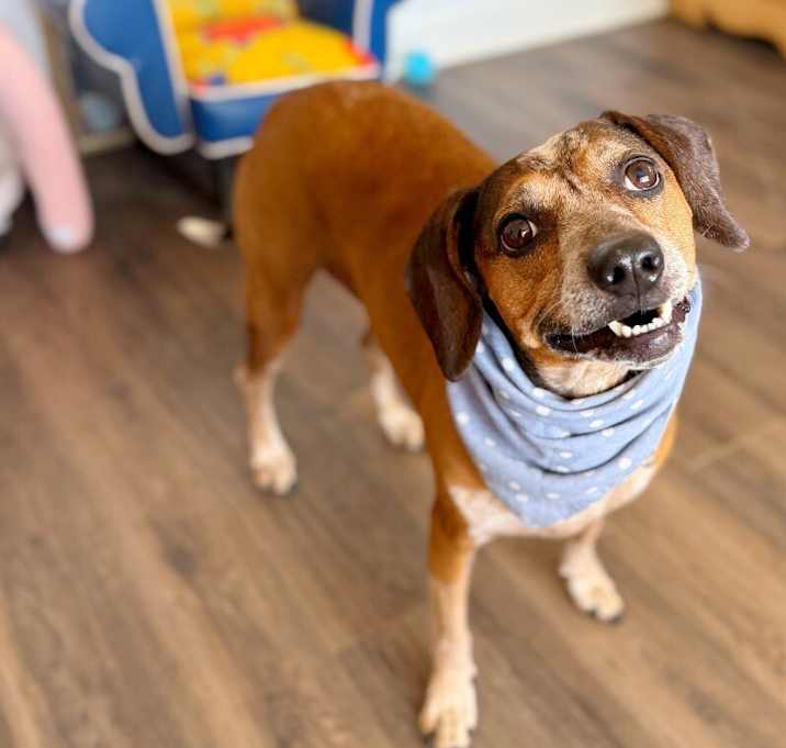 Photo of Kelley Cutie BeagleWeenie