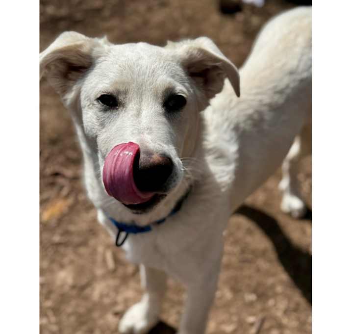Photo of Casper