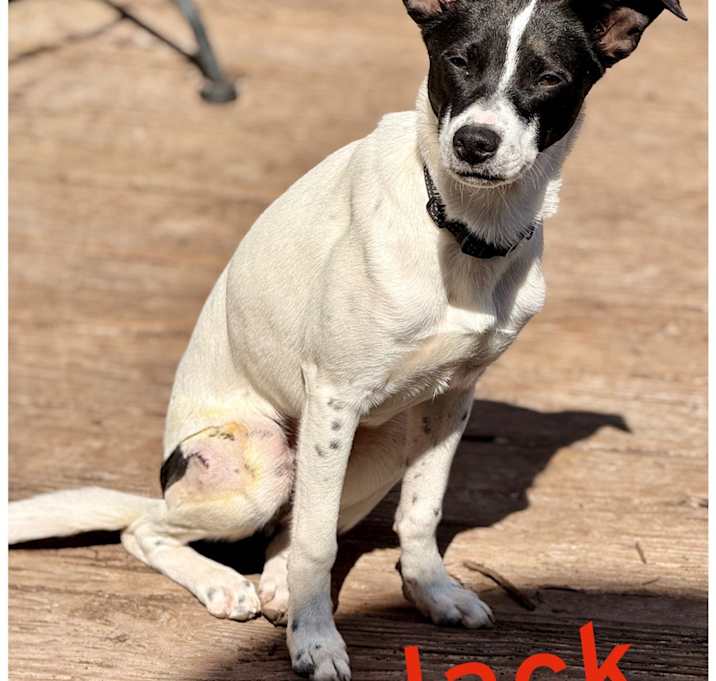 Photo of Jack