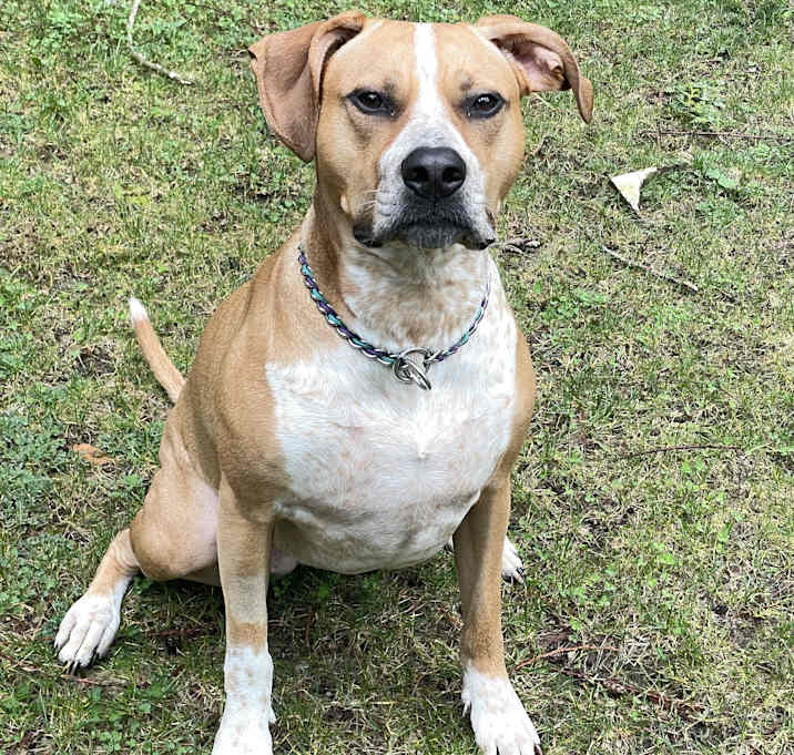 Photo of Scout