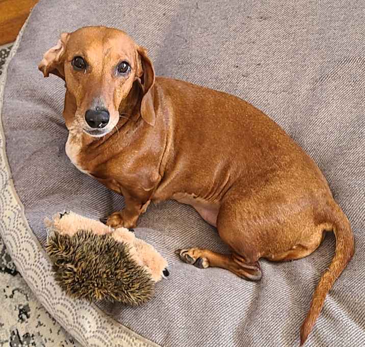Photo of Peanut