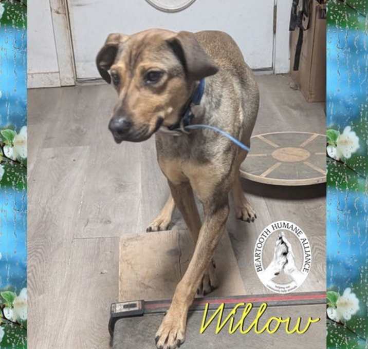 Photo of Willow