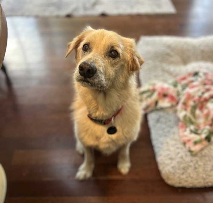 Photo of Earl Grey