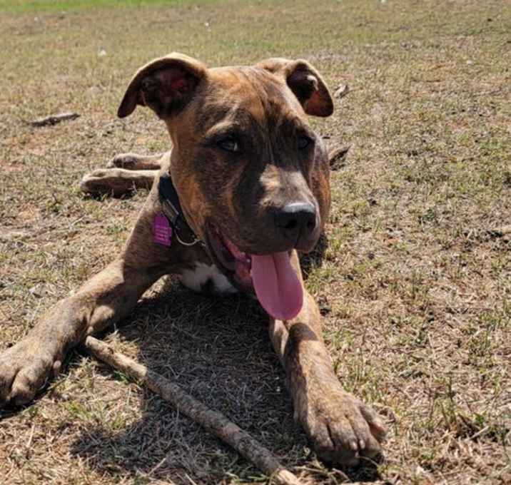 Photo of Archer
